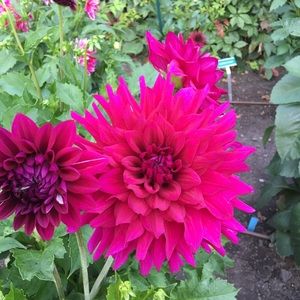 Meet your Posher, Roxanne